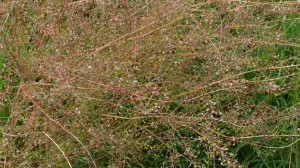 P1040535